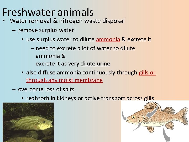 Freshwater animals • Water removal & nitrogen waste disposal – remove surplus water •