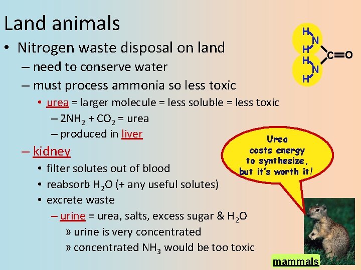 Land animals H • Nitrogen waste disposal on land H H – need to