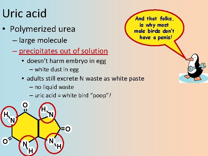 Uric acid • Polymerized urea – large molecule – precipitates out of solution And