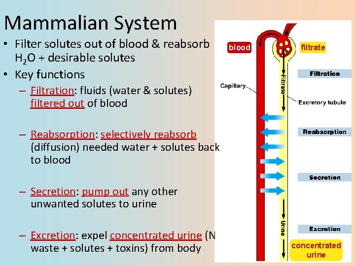 Mammalian System • Filter solutes out of blood & reabsorb H 2 O +