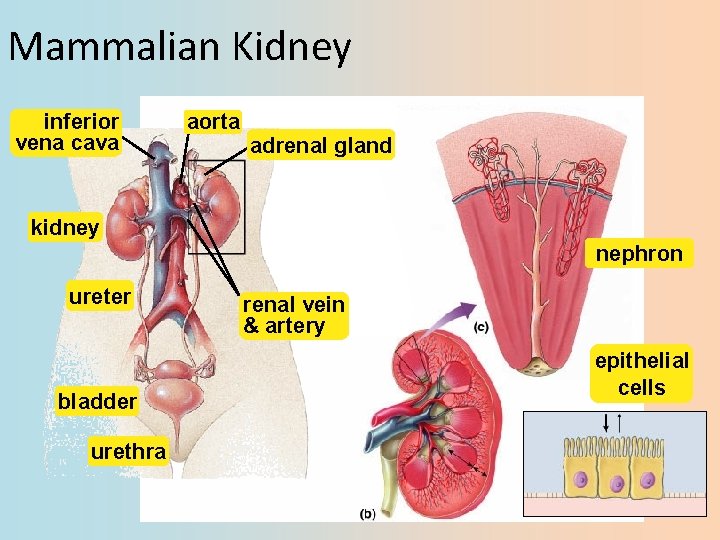Mammalian Kidney inferior vena cava aorta adrenal gland kidney nephron ureter bladder urethra renal