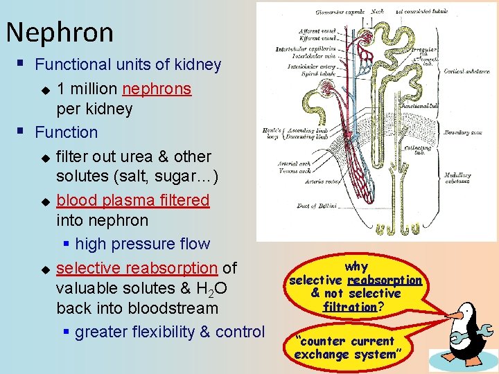Nephron § Functional units of kidney 1 million nephrons per kidney Function u filter