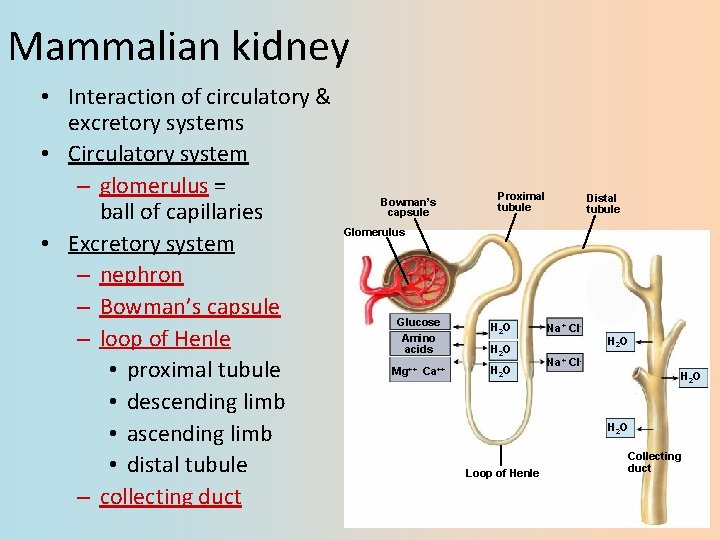 Mammalian kidney • Interaction of circulatory & excretory systems • Circulatory system – glomerulus