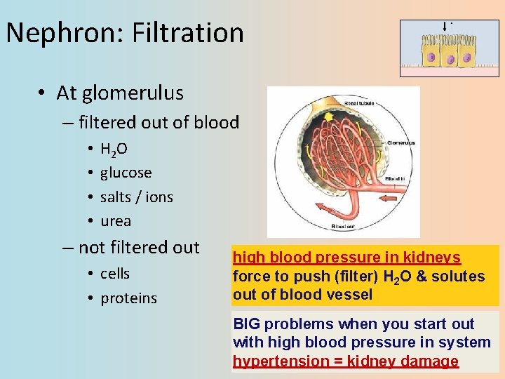 Nephron: Filtration • At glomerulus – filtered out of blood • • H 2