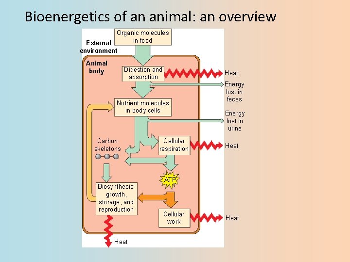 Bioenergetics of an animal: an overview Organic molecules in food External environment Animal body