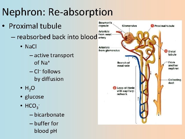 Nephron: Re-absorption • Proximal tubule – reabsorbed back into blood • Na. Cl –