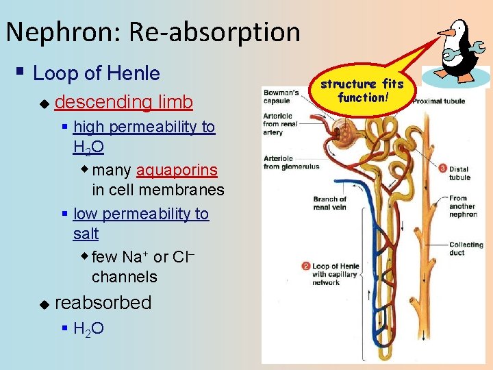 Nephron: Re-absorption § Loop of Henle u descending limb § high permeability to H
