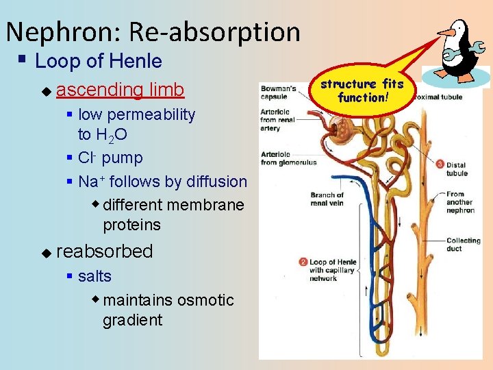 Nephron: Re-absorption § Loop of Henle u ascending limb § low permeability to H