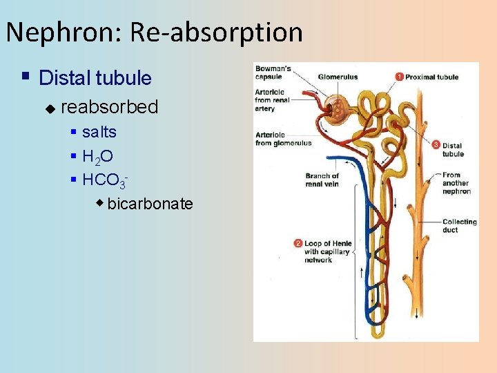 Nephron: Re-absorption § Distal tubule u reabsorbed § salts § H 2 O §