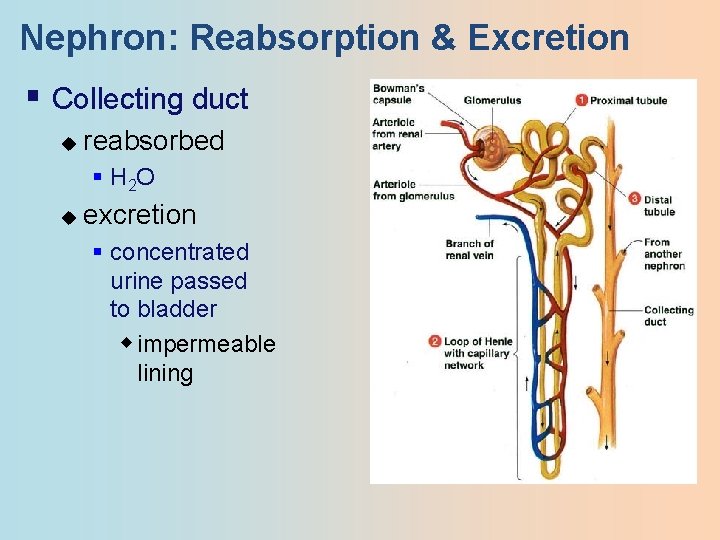Nephron: Reabsorption & Excretion § Collecting duct u reabsorbed § H 2 O u