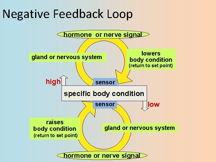 Negative Feedback Loop hormone or nerve signal lowers body condition gland or nervous system