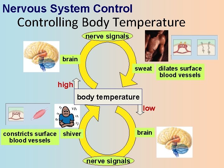Nervous System Controlling Body Temperature nerve signals brain sweat high body temperature low brain