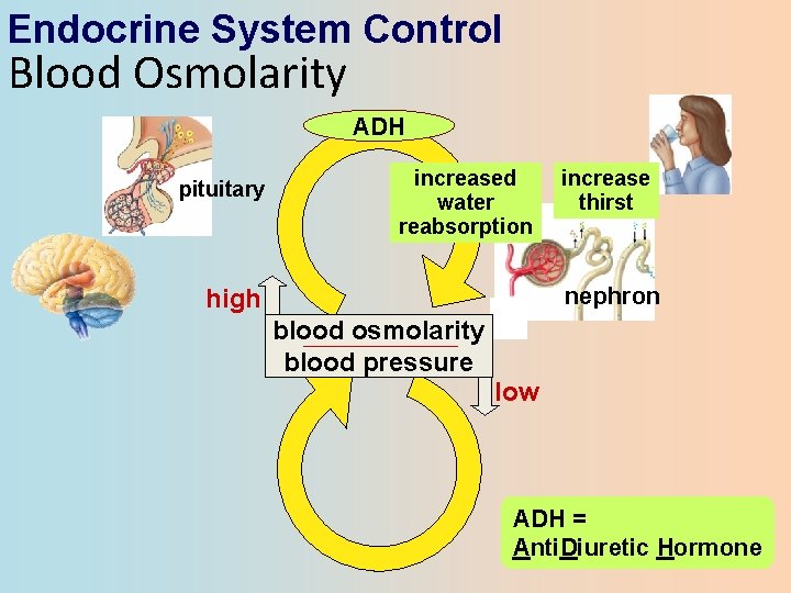 Endocrine System Control Blood Osmolarity ADH pituitary increased water reabsorption increase thirst nephron high