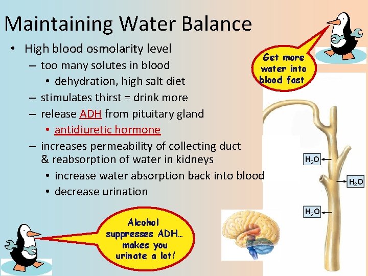 Maintaining Water Balance • High blood osmolarity level Get more water into blood fast