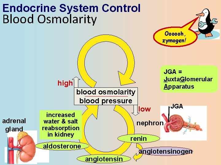 Endocrine System Control Blood Osmolarity Oooooh, zymogen! JGA = Juxta. Glomerular Apparatus high blood