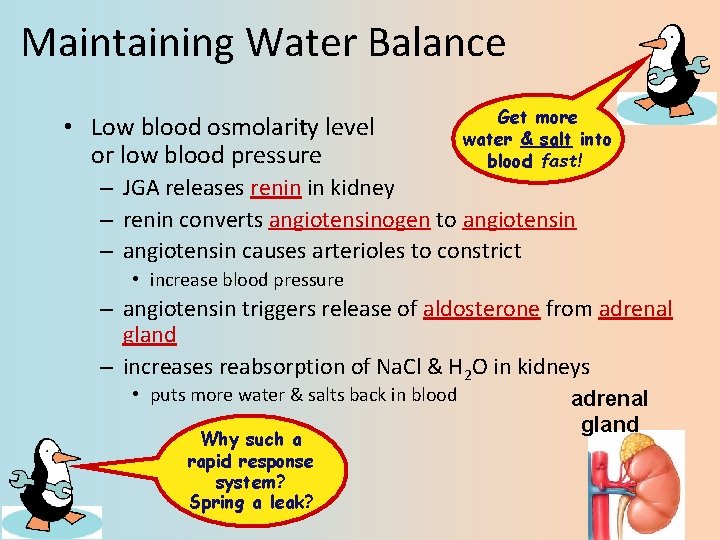 Maintaining Water Balance • Low blood osmolarity level or low blood pressure Get more