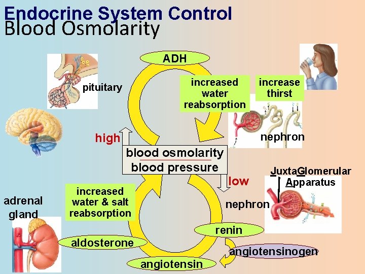 Endocrine System Control Blood Osmolarity ADH increased water reabsorption pituitary nephron high blood osmolarity