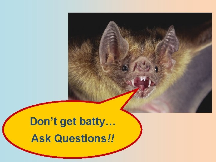 Don’t get batty… Ask Questions!! 