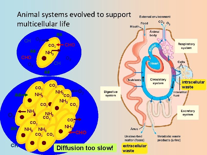 Animal systems evolved to support multicellular life aa O 2 CH CHO CO 2