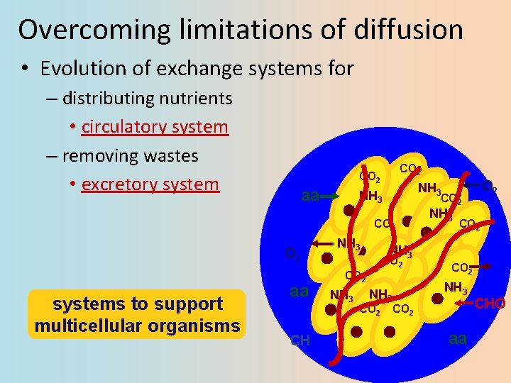 Overcoming limitations of diffusion • Evolution of exchange systems for – distributing nutrients •