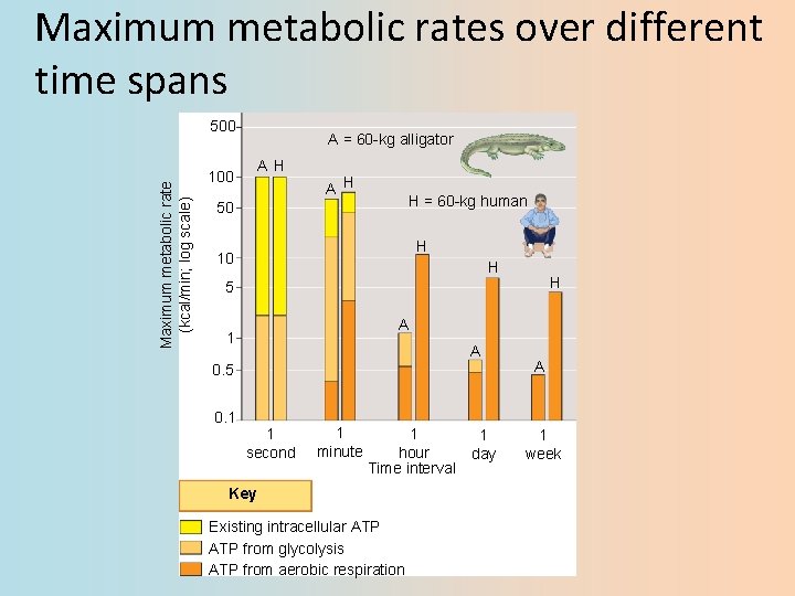 Maximum metabolic rates over different time spans Maximum metabolic rate (kcal/min; log scale) 500