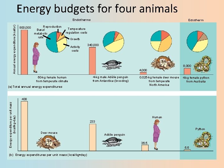Energy budgets for four animals Annual energy expenditure (kcal/yr) Endotherms 800, 000 Reproduction Basal