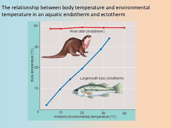 The relationship between body temperature and environmental temperature in an aquatic endotherm and ectotherm