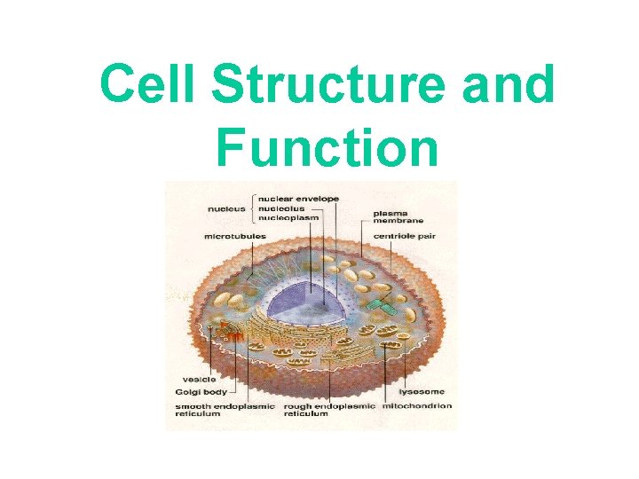 Cell Structure and Function 