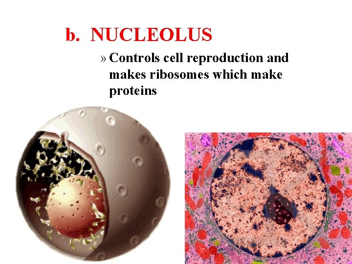 b. NUCLEOLUS » Controls cell reproduction and makes ribosomes which make proteins 