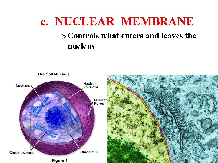 c. NUCLEAR MEMBRANE » Controls what enters and leaves the nucleus 