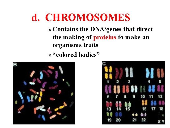 d. CHROMOSOMES » Contains the DNA/genes that direct the making of proteins to make