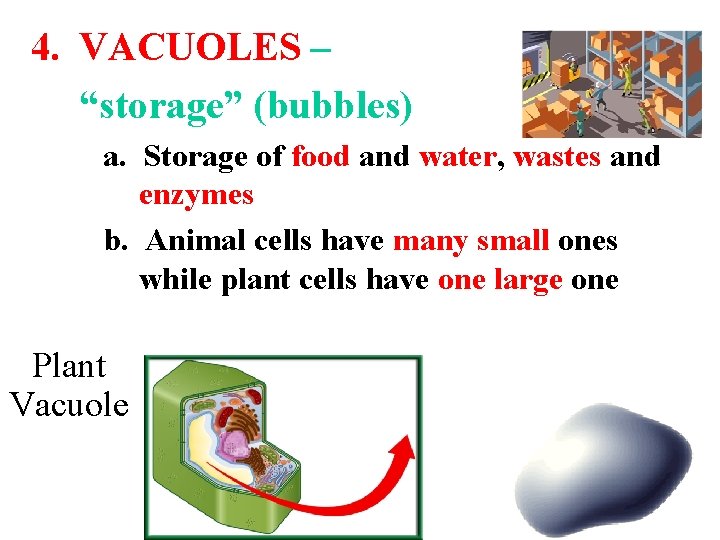 4. VACUOLES – “storage” (bubbles) a. Storage of food and water, wastes and enzymes