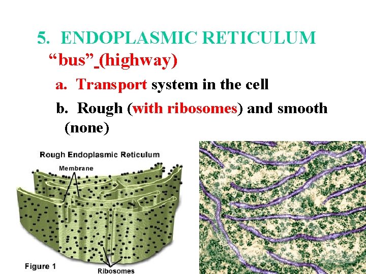 5. ENDOPLASMIC RETICULUM “bus” (highway) a. Transport system in the cell b. Rough (with