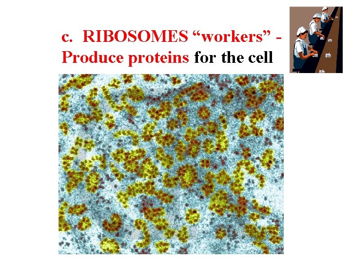 c. RIBOSOMES “workers” Produce proteins for the cell 