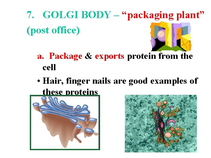 7. GOLGI BODY – “packaging plant” (post office) a. Package & exports protein from