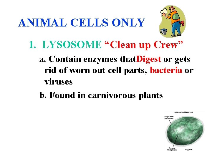 ANIMAL CELLS ONLY 1. LYSOSOME “Clean up Crew” a. Contain enzymes that. Digest or