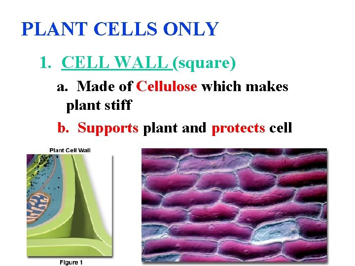 PLANT CELLS ONLY 1. CELL WALL (square) a. Made of Cellulose which makes plant