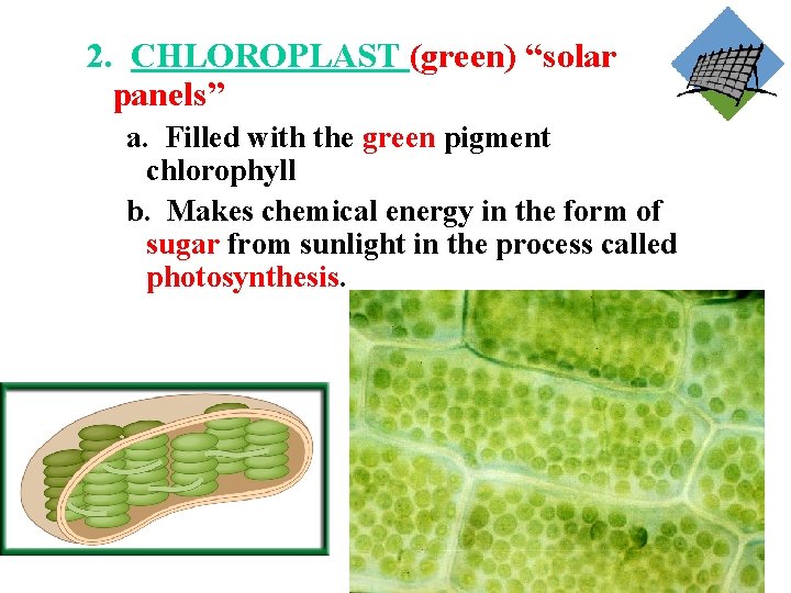 2. CHLOROPLAST (green) “solar panels” a. Filled with the green pigment chlorophyll b. Makes