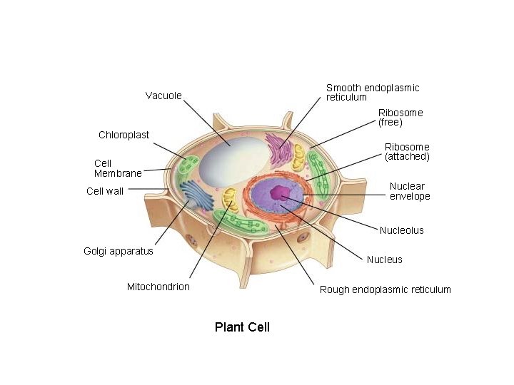 Smooth endoplasmic reticulum Vacuole Ribosome (free) Chloroplast Ribosome (attached) Cell Membrane Nuclear envelope Cell