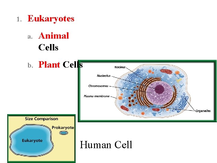 1. Eukaryotes a. Animal Cells b. Plant Cells Human Cell 