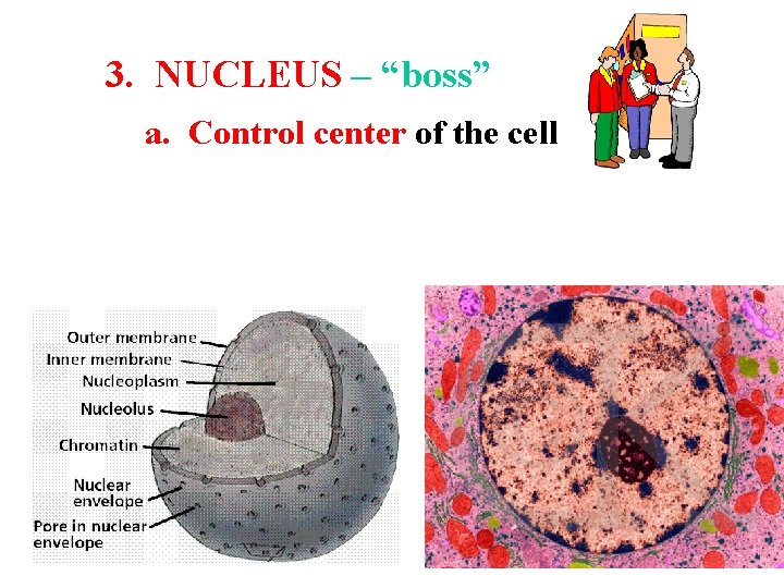 3. NUCLEUS – “boss” a. Control center of the cell 