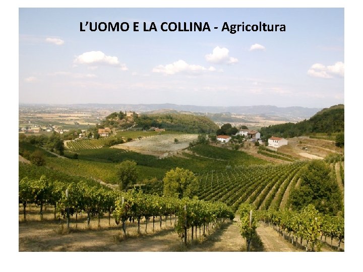 L’UOMO E LA COLLINA - Agricoltura 