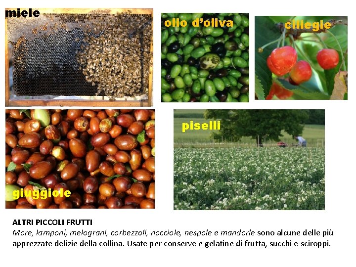 miele olio d’oliva ciliegie piselli giuggiole ALTRI PICCOLI FRUTTI More, lamponi, melograni, corbezzoli, nocciole,