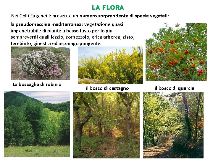 LA FLORA Nei Colli Euganei è presente un numero sorprendente di specie vegetali: la