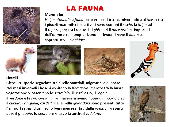 LA FAUNA Mammiferi Volpe, donnola e faina sono presenti tra i carnivori, oltre al