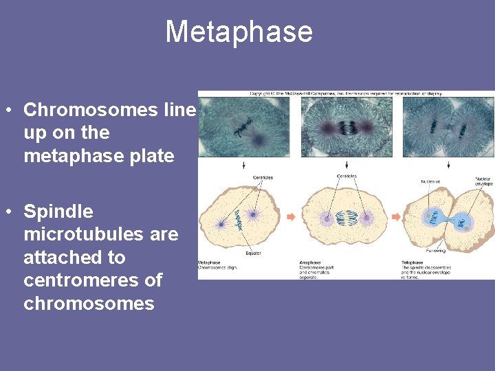 Metaphase • Chromosomes line up on the metaphase plate • Spindle microtubules are attached
