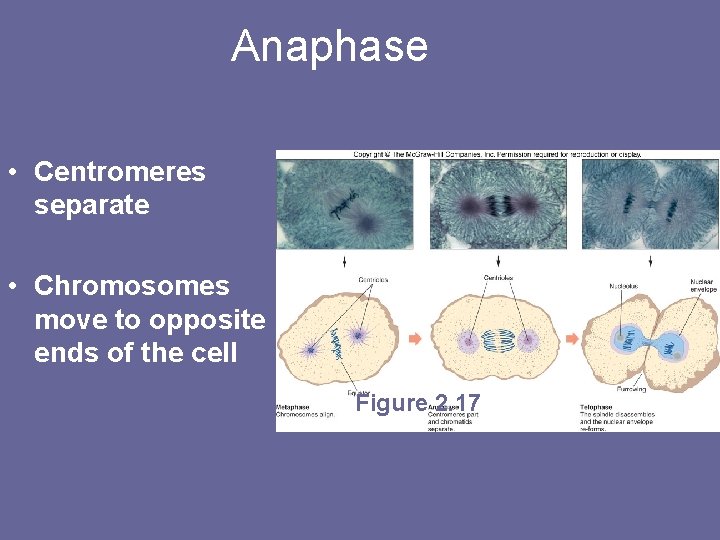 Anaphase • Centromeres separate • Chromosomes move to opposite ends of the cell Figure