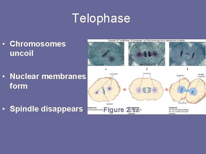 Telophase • Chromosomes uncoil • Nuclear membranes form • Spindle disappears Figure 2. 17
