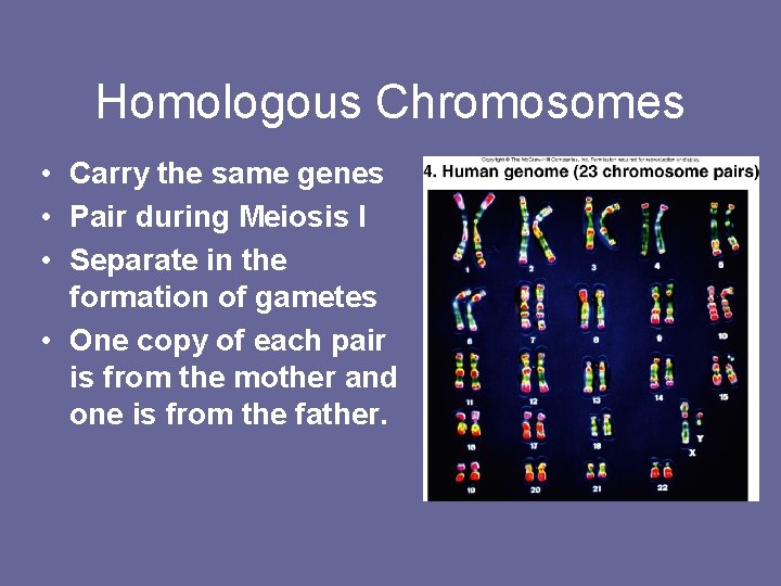 Homologous Chromosomes • Carry the same genes • Pair during Meiosis I • Separate