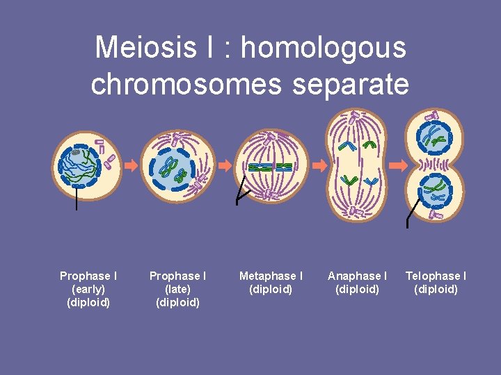 Meiosis I : homologous chromosomes separate Spindle fibers Nucleus Prophase I (early) (diploid) Figure